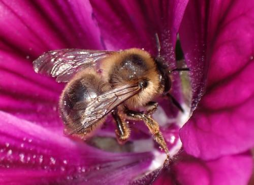 Anthophora furcata